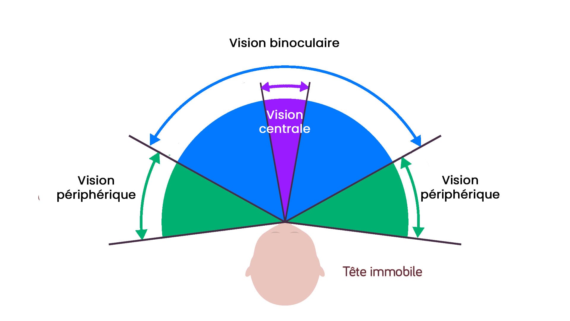 Champ Visuel