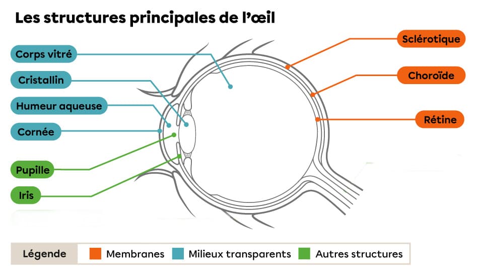 is1288-1-structures-principales-de-l-oeil-1