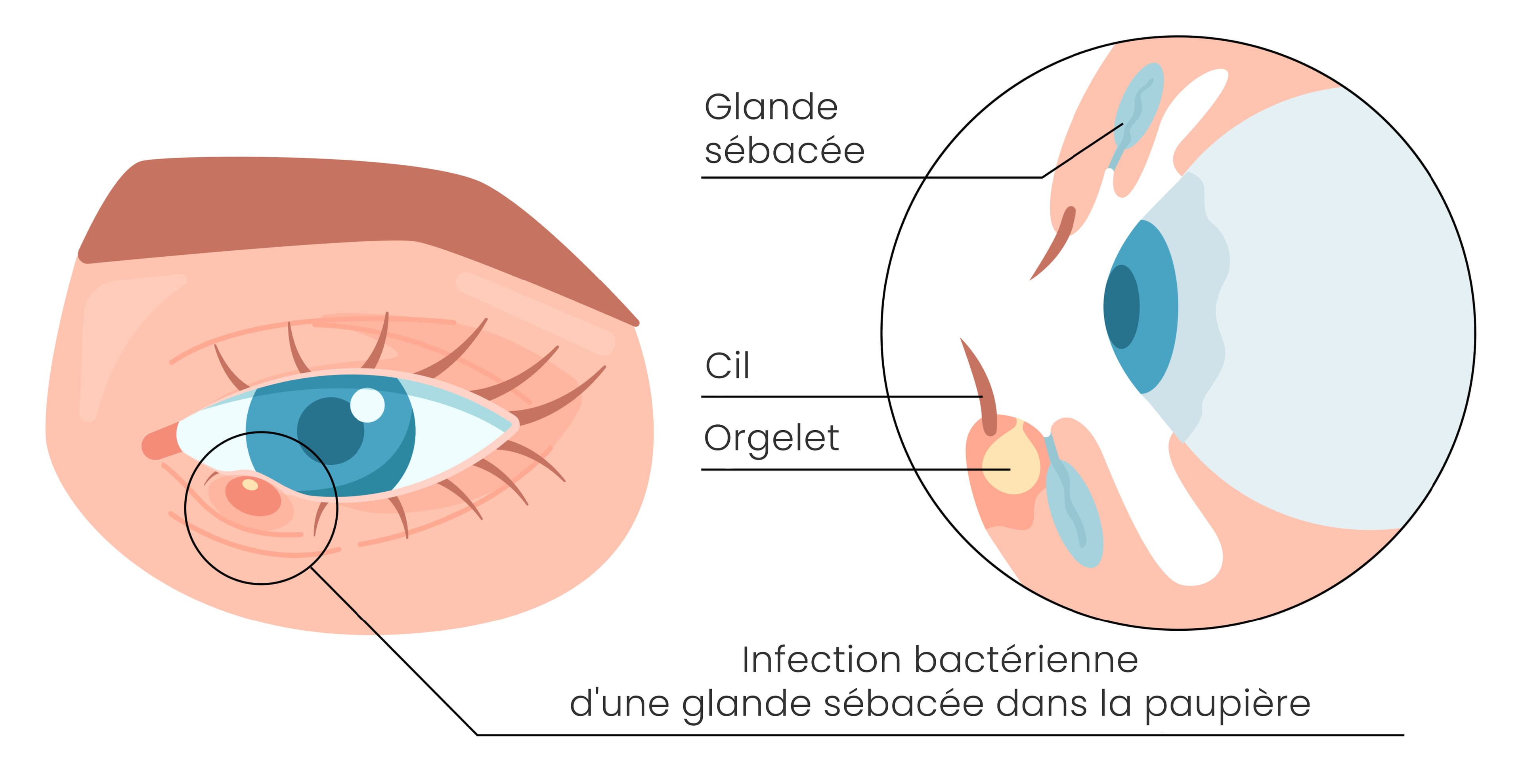 glands - orgelet