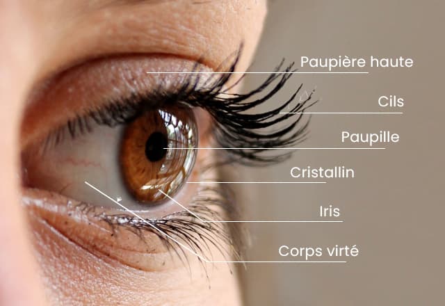 Thumbnail of Les bases de l'anatomie de l'œil : Comprendre comment nous voyons